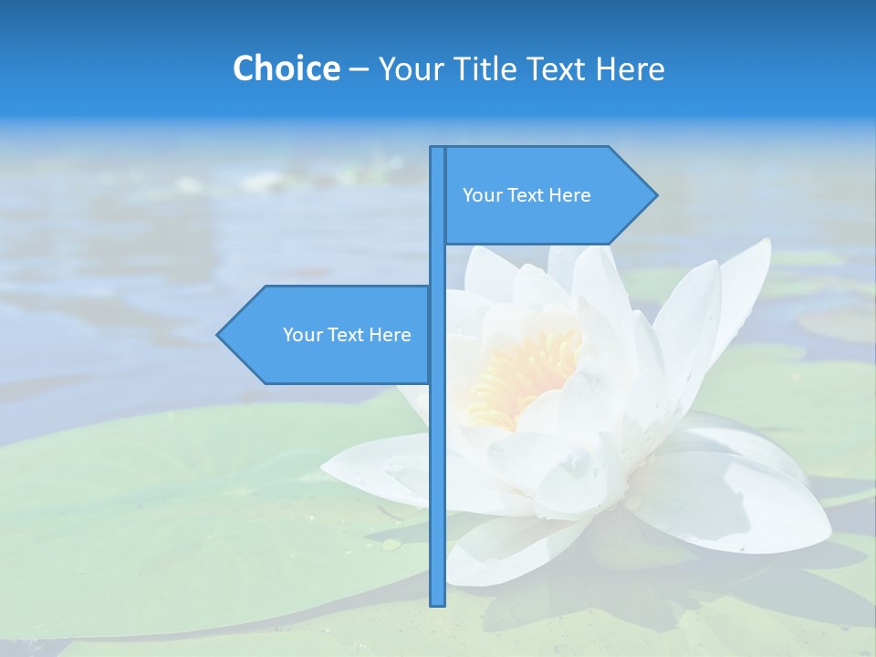 Water Lily PowerPoint Template