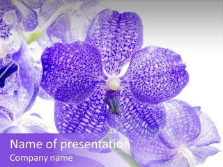 Beautiful Flowers Hd PowerPoint Template