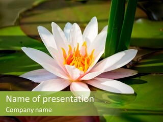 White Water Lily PowerPoint Template