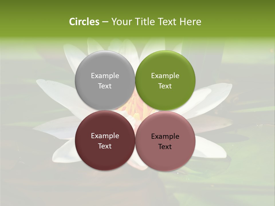 White Water Lily PowerPoint Template