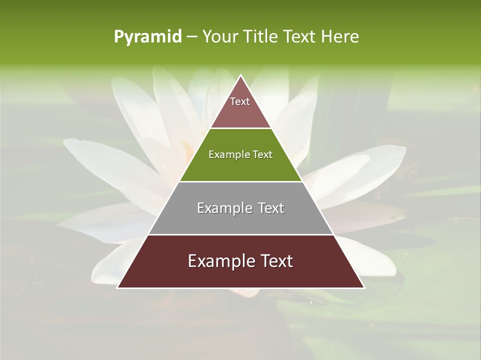 White Water Lily PowerPoint Template