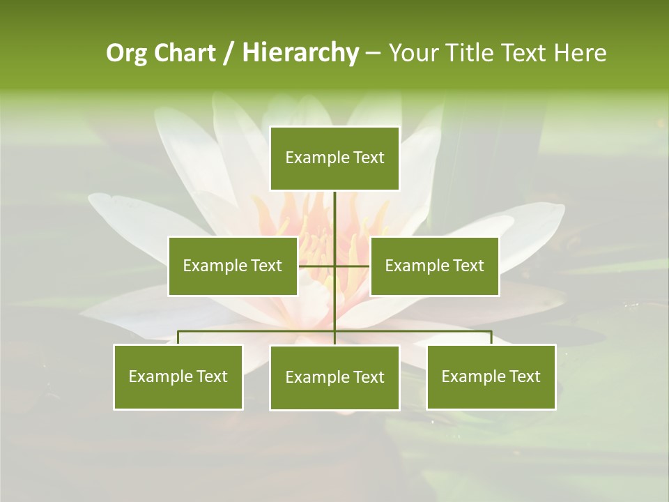 White Water Lily PowerPoint Template