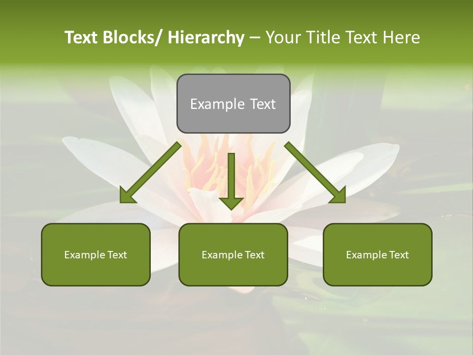 White Water Lily PowerPoint Template