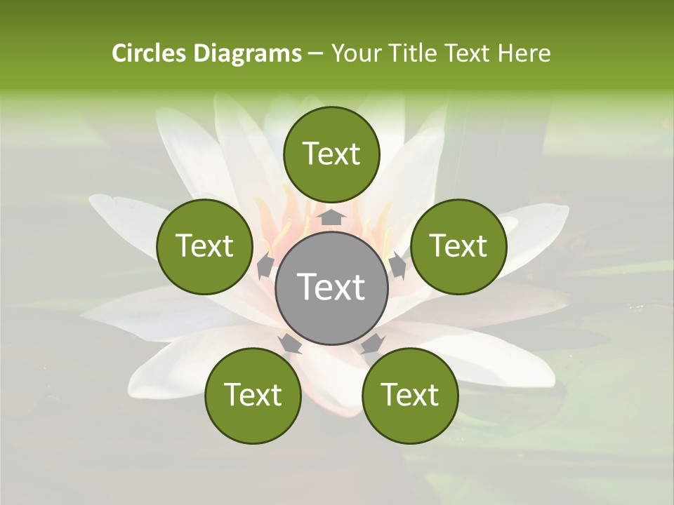 White Water Lily PowerPoint Template