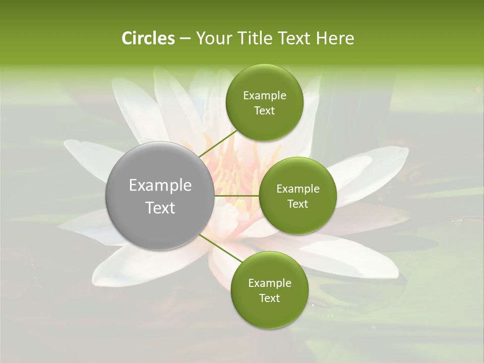 White Water Lily PowerPoint Template