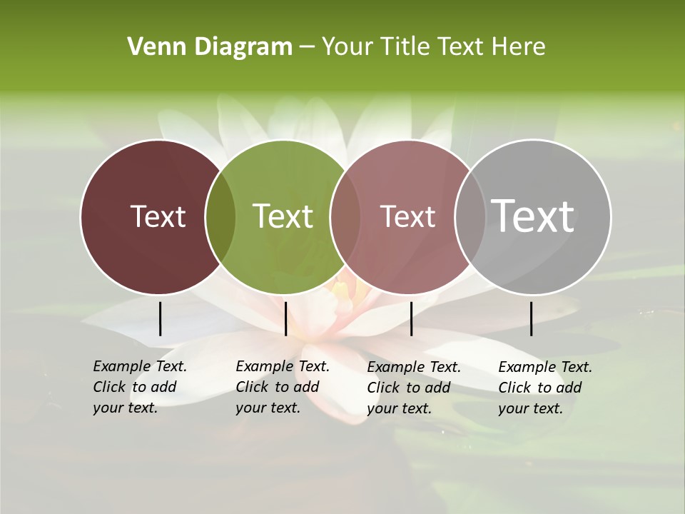 White Water Lily PowerPoint Template