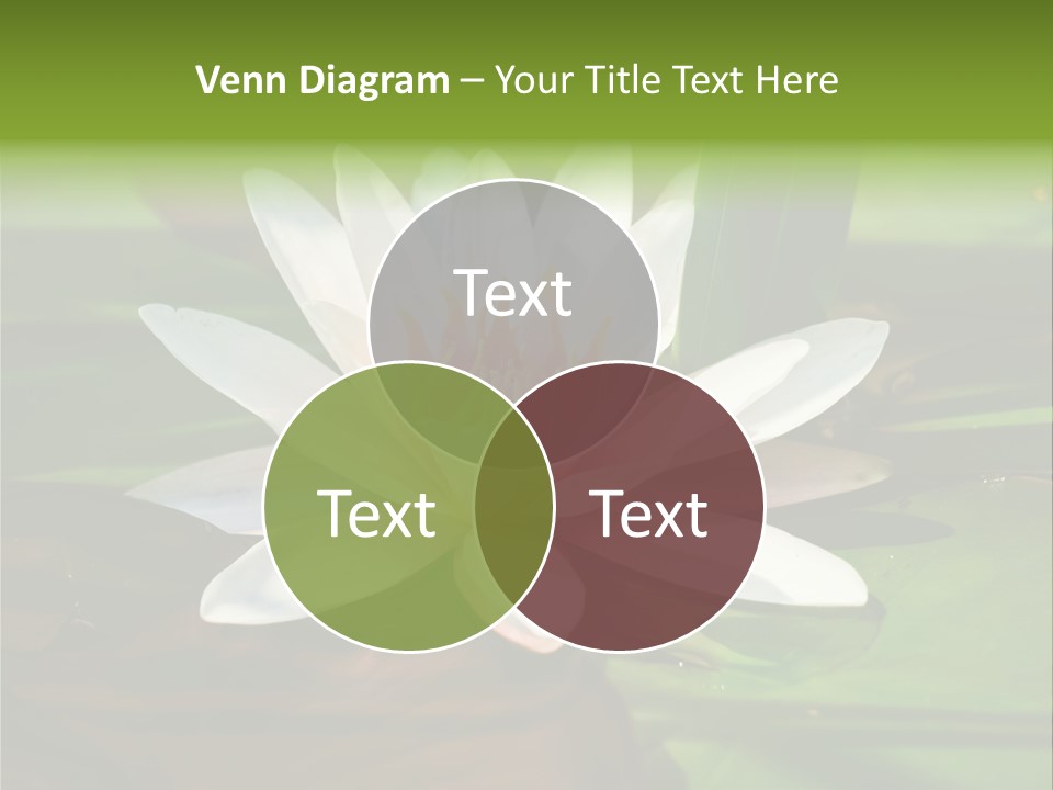 White Water Lily PowerPoint Template