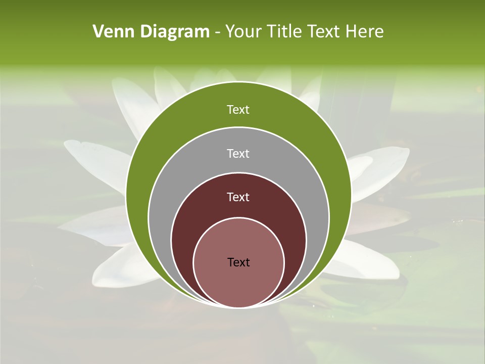 White Water Lily PowerPoint Template