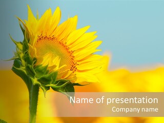 Sunflower PowerPoint Template