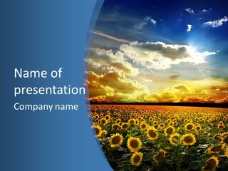 Sun Flowers PowerPoint Template