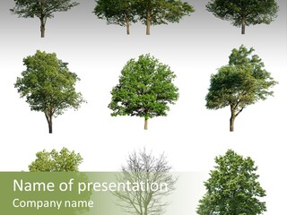 Trees With White Background PowerPoint Template