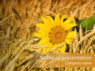 Wheat And Sunflower PowerPoint Template