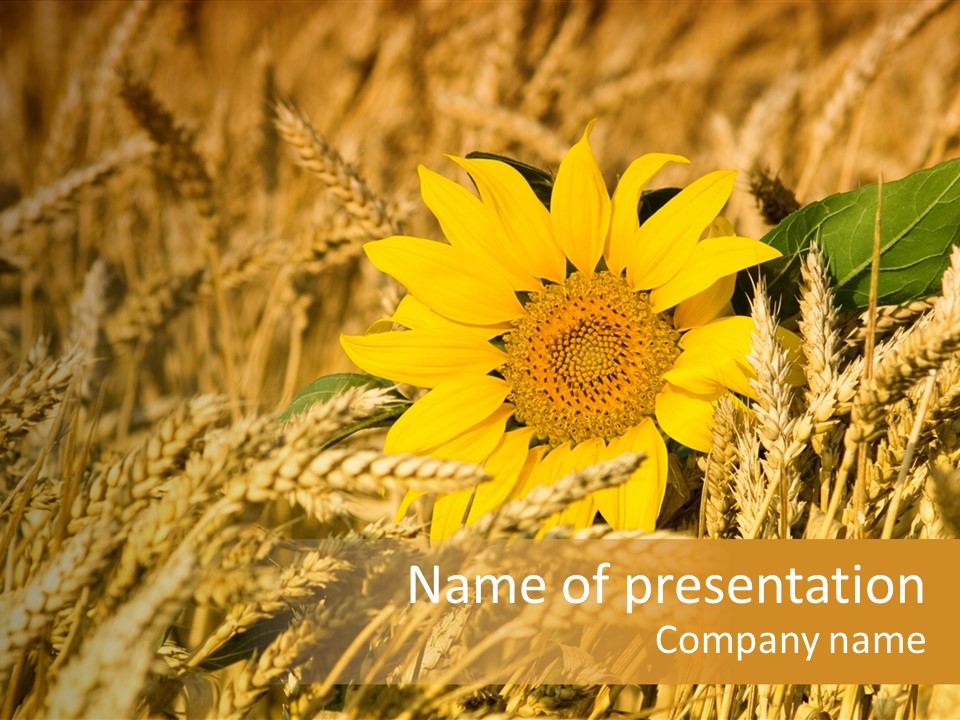 Wheat And Sunflower PowerPoint Template