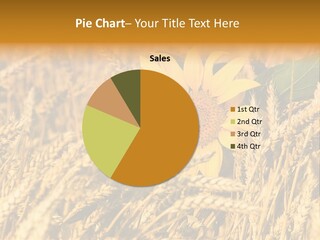 Wheat And Sunflower PowerPoint Template