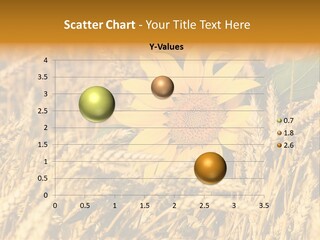 Wheat And Sunflower PowerPoint Template