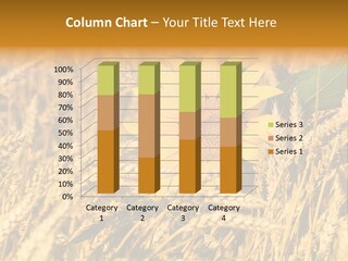 Wheat And Sunflower PowerPoint Template