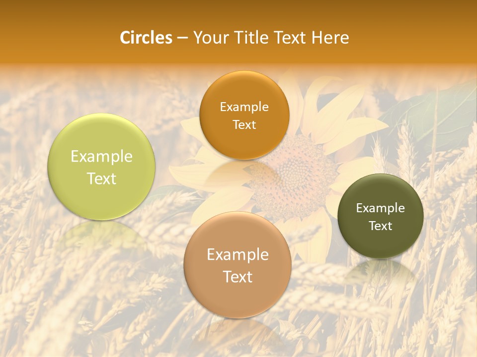 Wheat And Sunflower PowerPoint Template