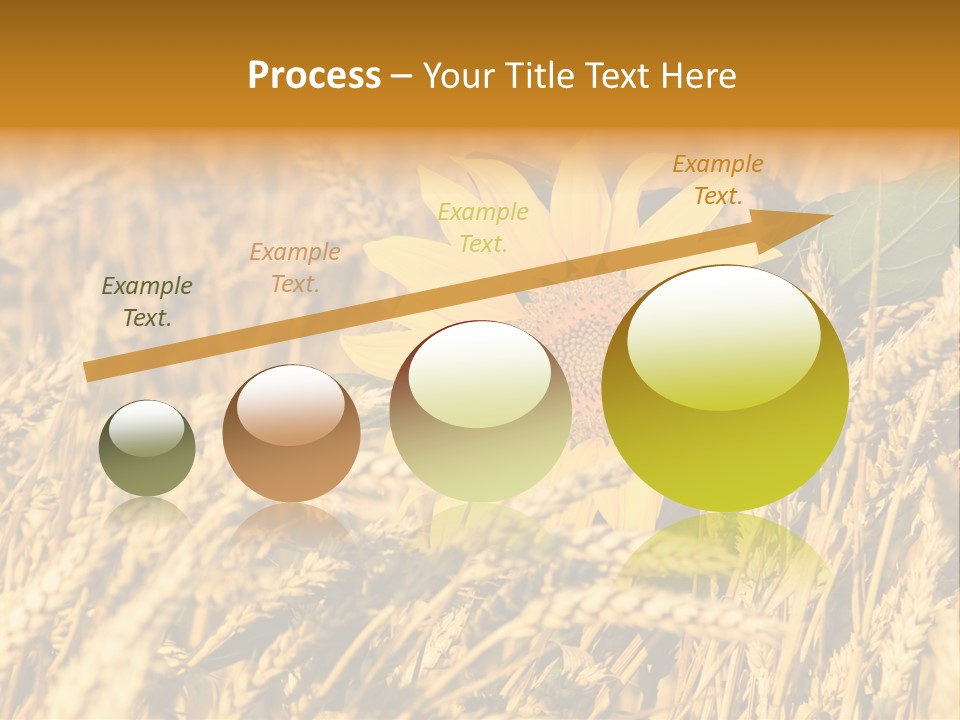 Wheat And Sunflower PowerPoint Template