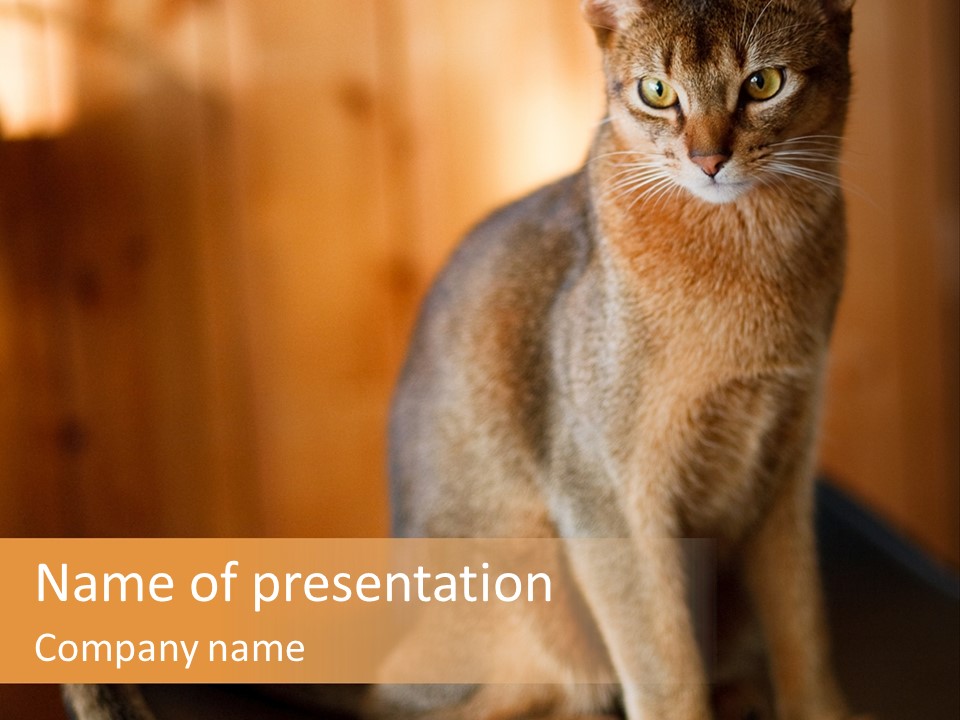 Abyssinian Cat PowerPoint Template