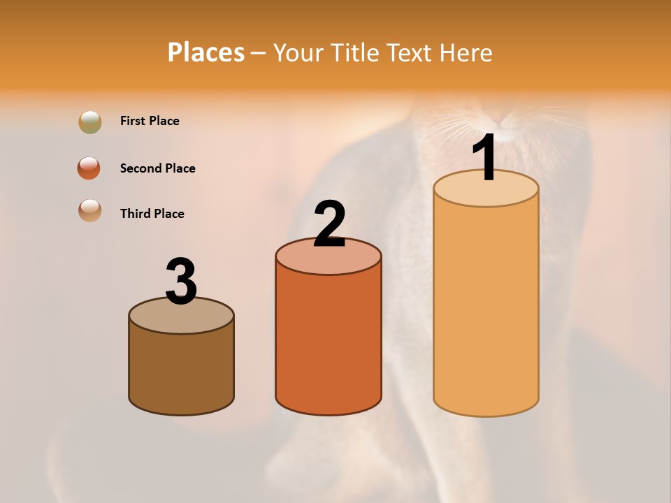 Abyssinian Cat PowerPoint Template