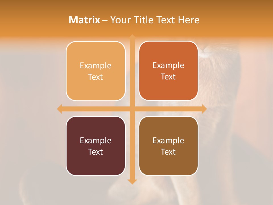 Abyssinian Cat PowerPoint Template