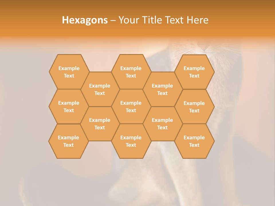 Abyssinian Cat PowerPoint Template