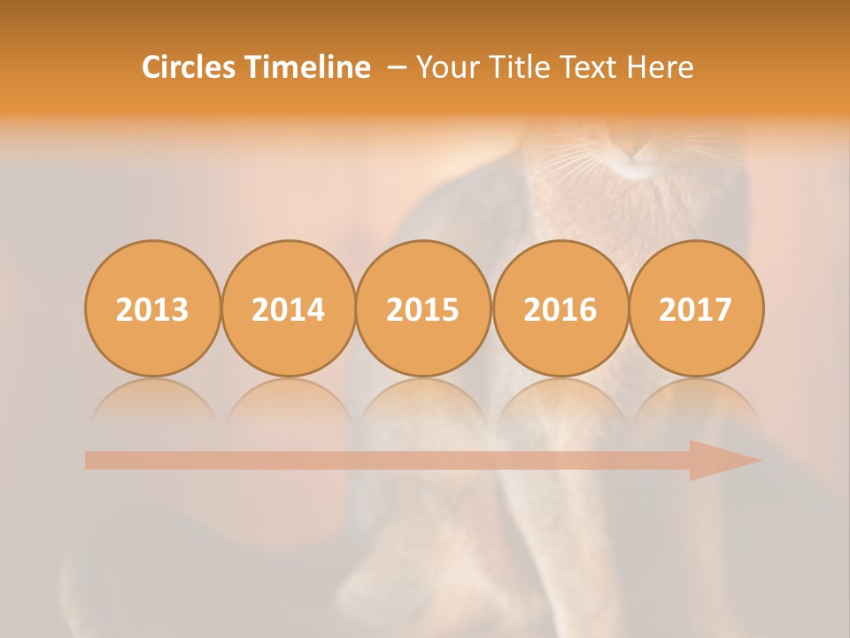 Abyssinian Cat PowerPoint Template
