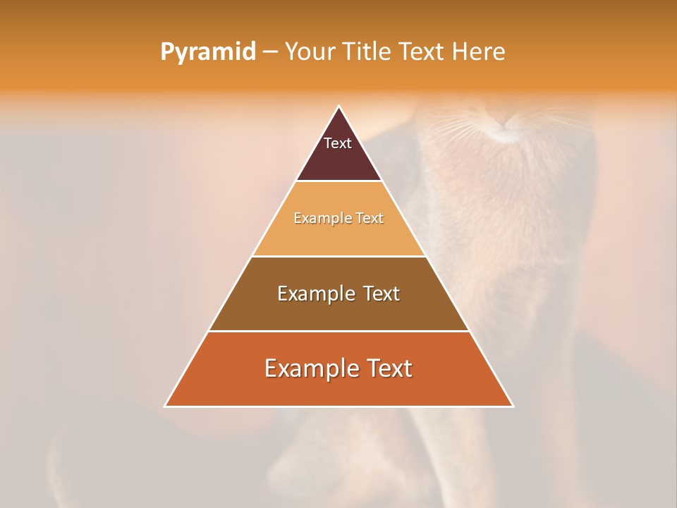 Abyssinian Cat PowerPoint Template