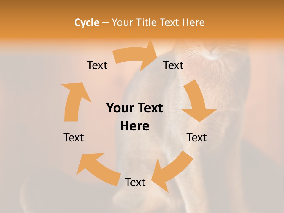 Abyssinian Cat PowerPoint Template