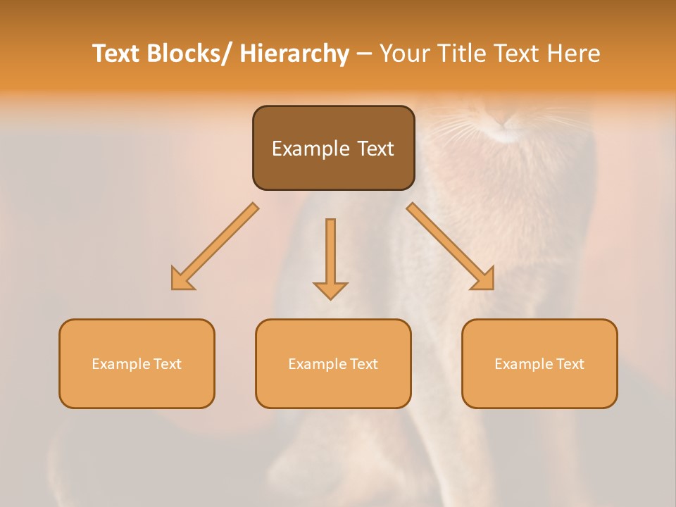 Abyssinian Cat PowerPoint Template