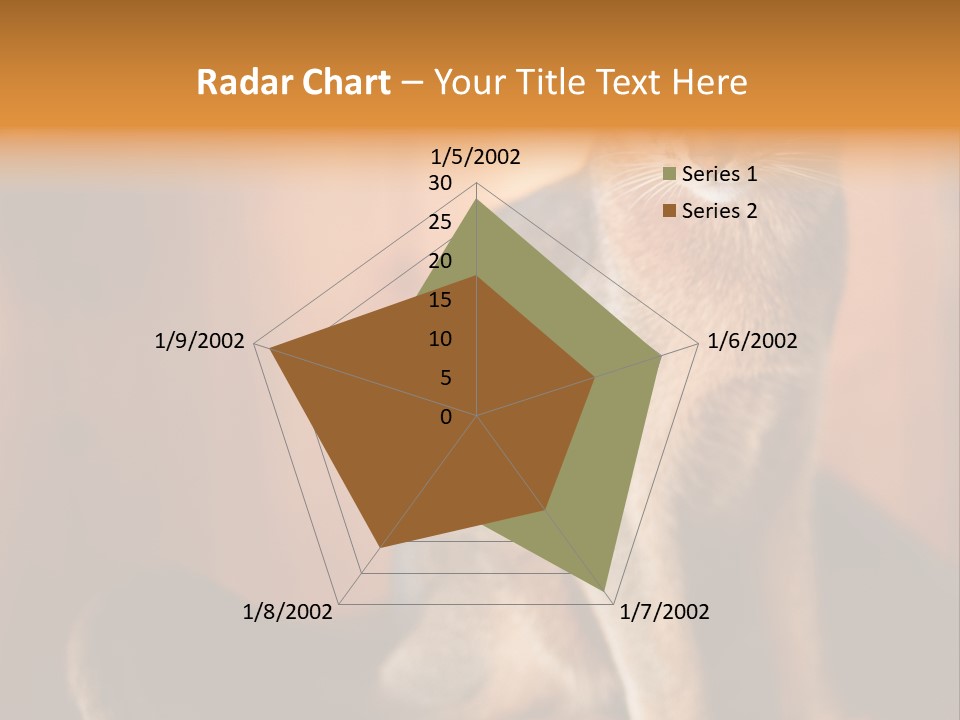 Abyssinian Cat PowerPoint Template