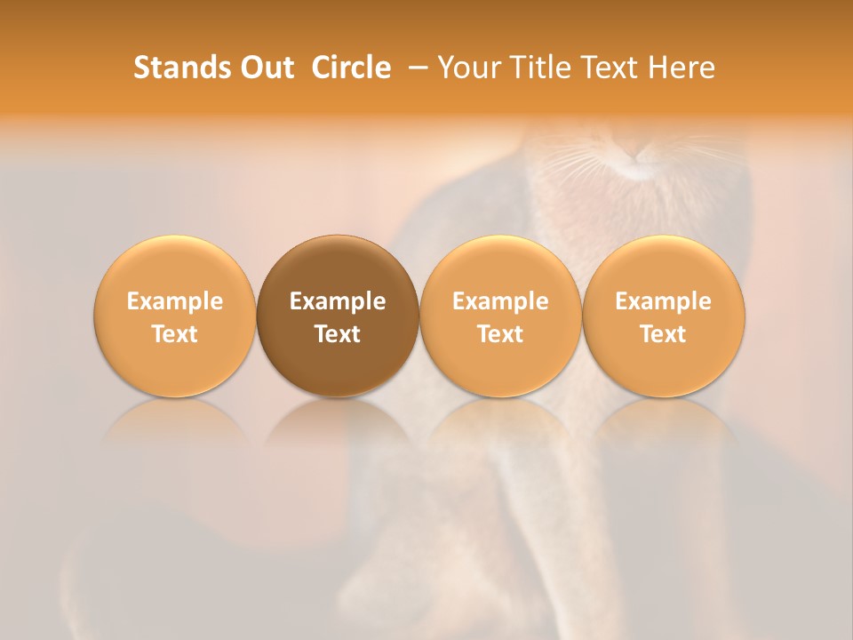 Abyssinian Cat PowerPoint Template