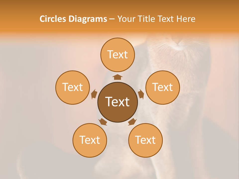 Abyssinian Cat PowerPoint Template