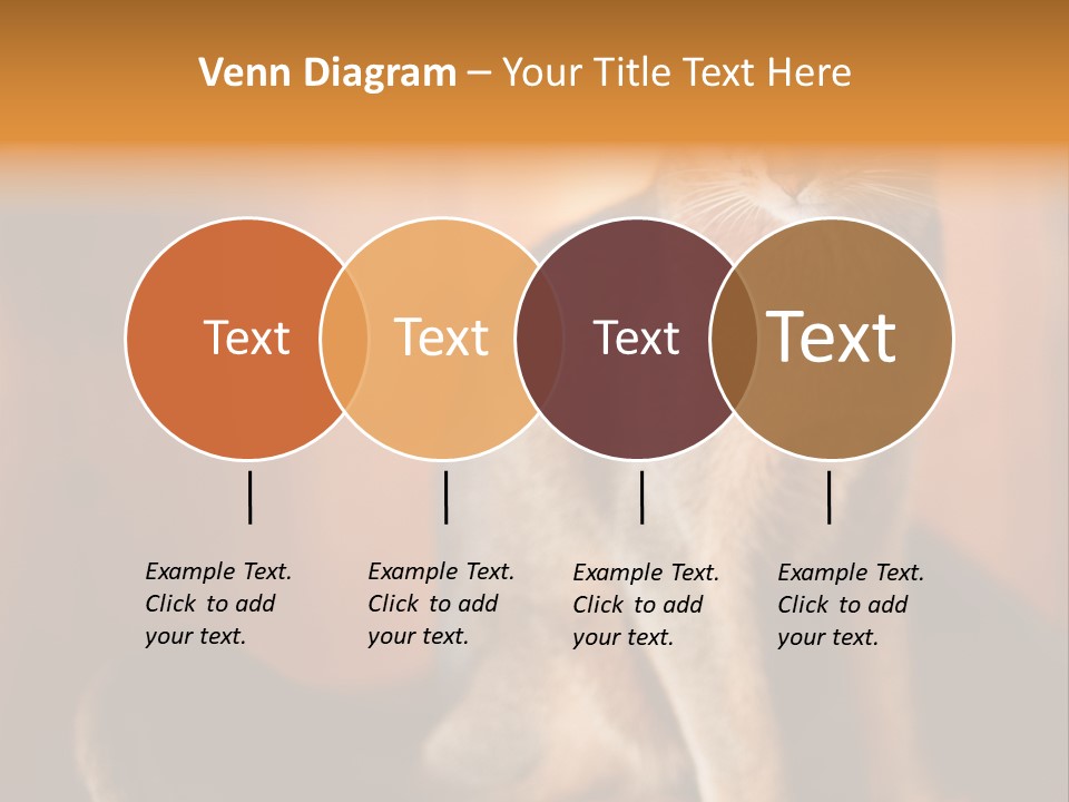 Abyssinian Cat PowerPoint Template