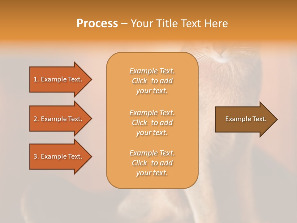 Abyssinian Cat PowerPoint Template