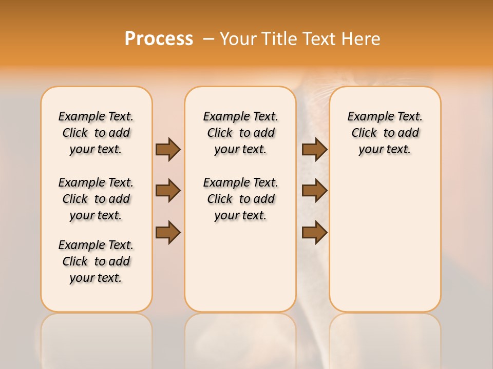 Abyssinian Cat PowerPoint Template