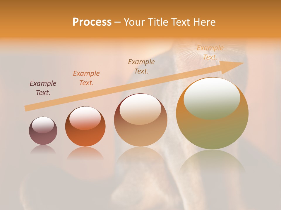 Abyssinian Cat PowerPoint Template