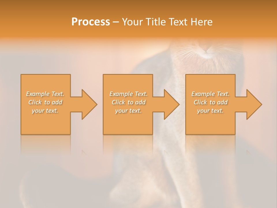 Abyssinian Cat PowerPoint Template