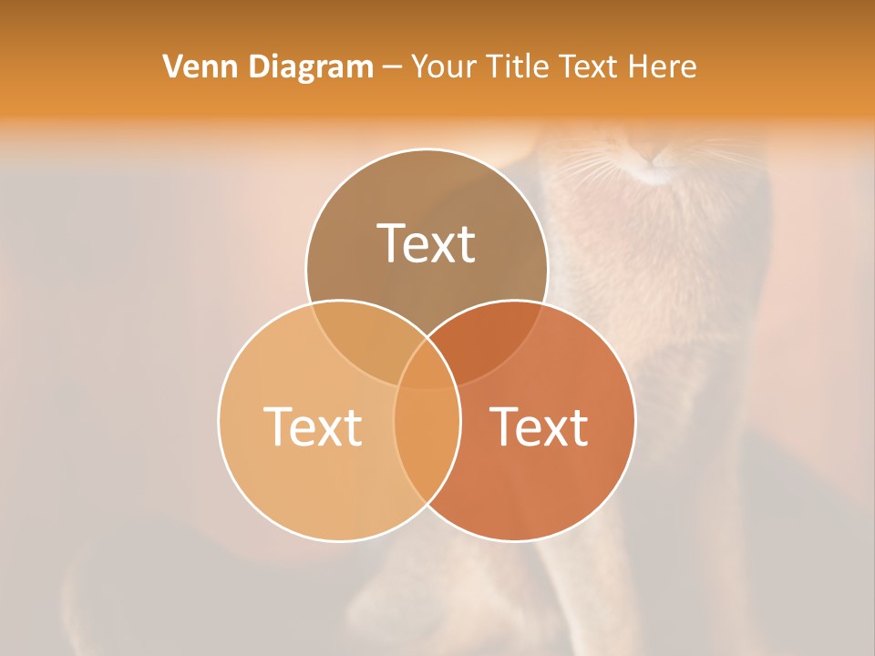 Abyssinian Cat PowerPoint Template