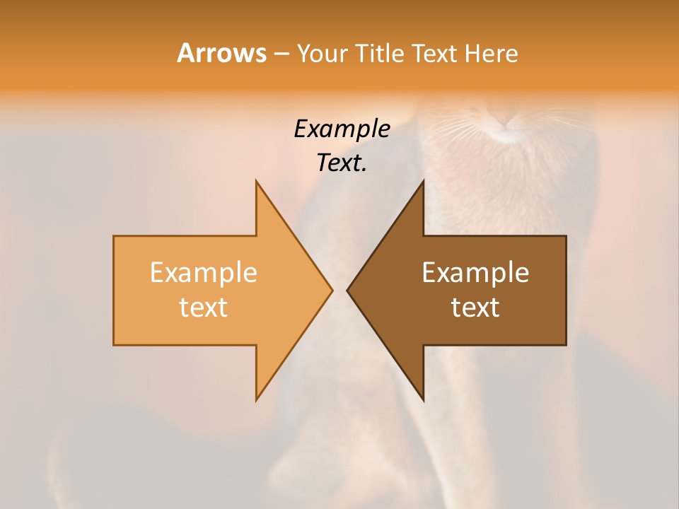 Abyssinian Cat PowerPoint Template