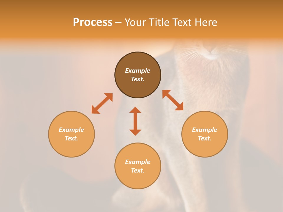 Abyssinian Cat PowerPoint Template