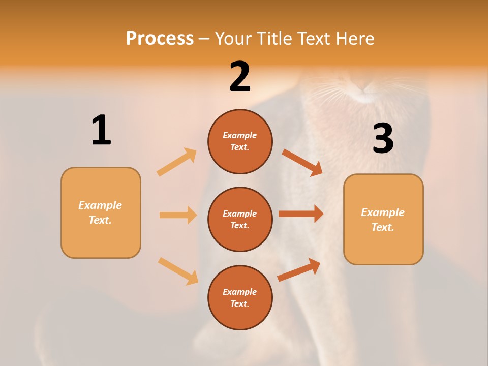 Abyssinian Cat PowerPoint Template