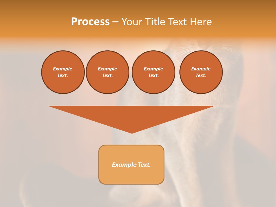 Abyssinian Cat PowerPoint Template
