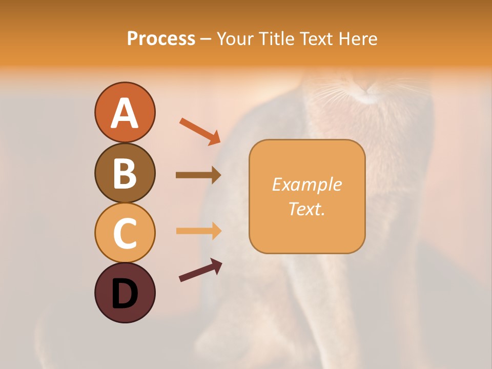 Abyssinian Cat PowerPoint Template