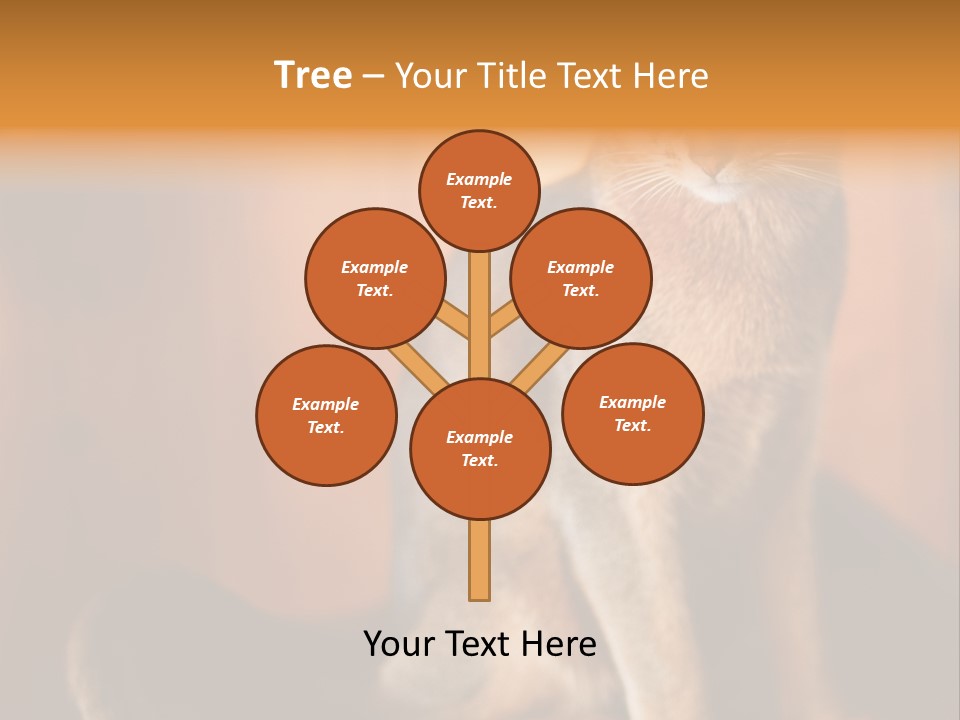 Abyssinian Cat PowerPoint Template