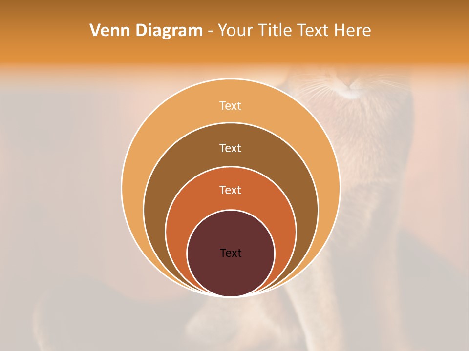 Abyssinian Cat PowerPoint Template