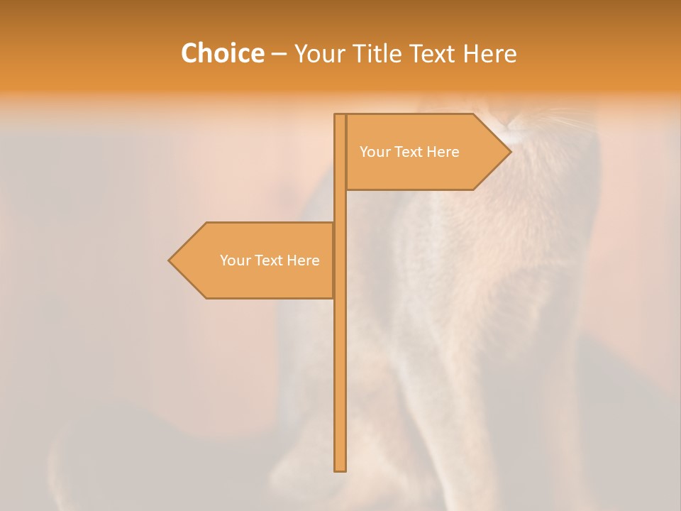 Abyssinian Cat PowerPoint Template