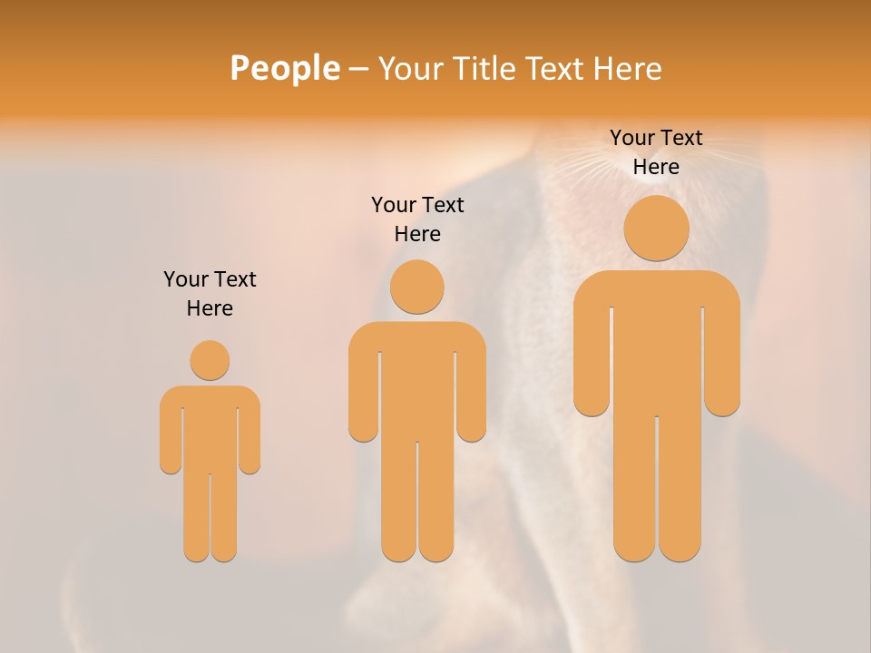 Abyssinian Cat PowerPoint Template