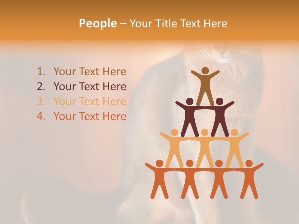 Abyssinian Cat PowerPoint Template