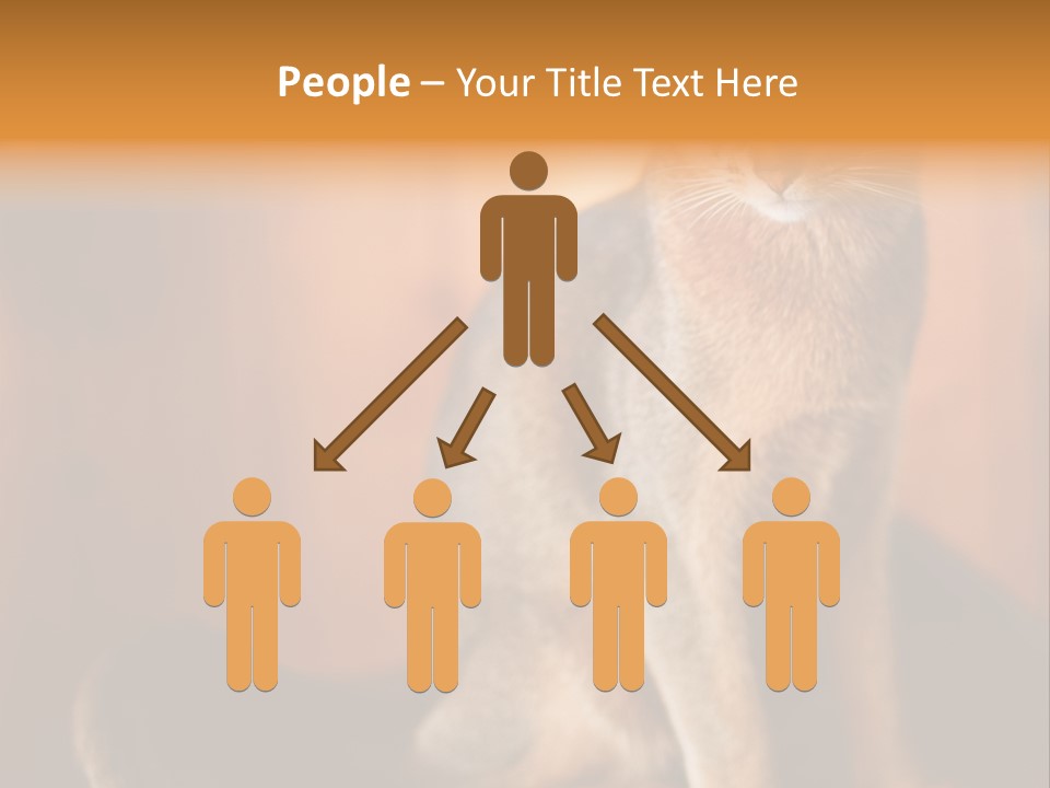 Abyssinian Cat PowerPoint Template